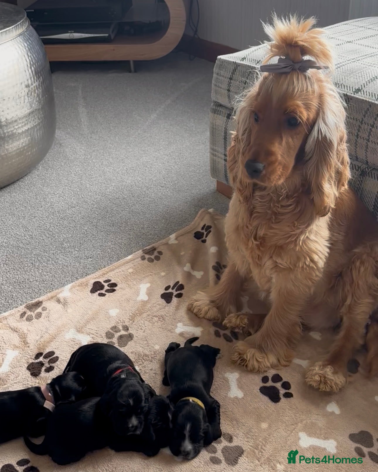 Cocker Spaniel dogs 🐶🐾 SHOW COCKER SPANIELS FOR SALE🐾🐶 - Advert 14