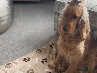 Cocker Spaniel dogs 🐶🐾 SHOW COCKER SPANIELS FOR SALE🐾🐶 - Advert 14