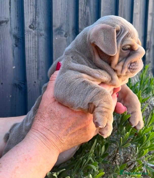 English Bulldog dogs English Bulldog Puppies - Advert 2