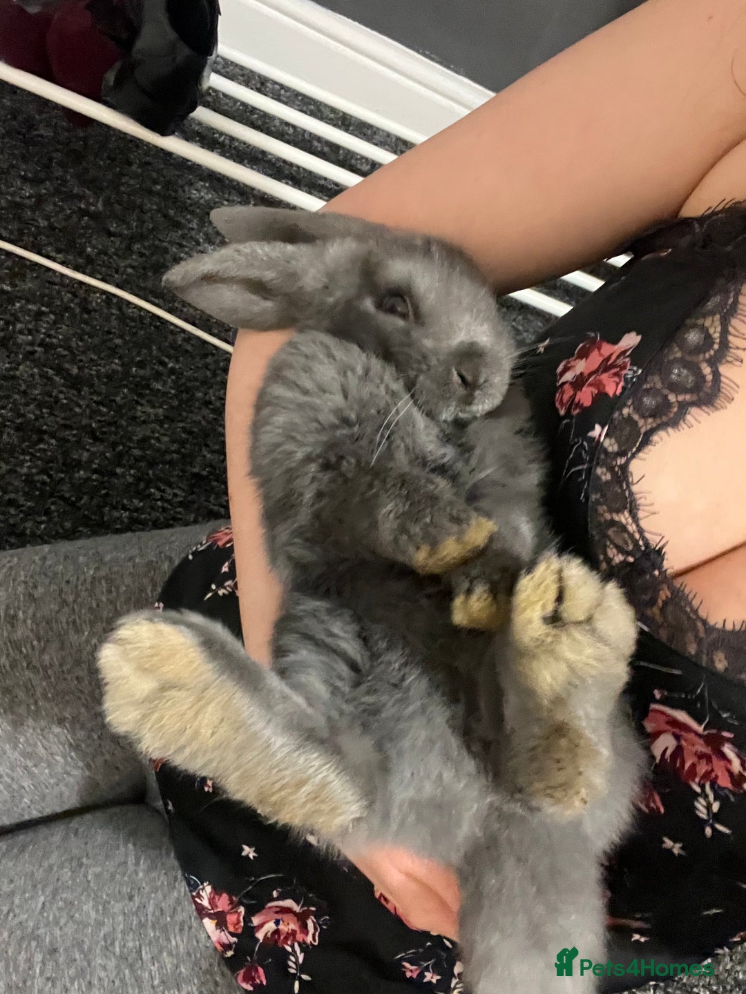 French Lop rabbits for sale: Little bunny’s  - Advert 18