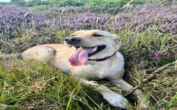 Labrador Retriever dogs for sale: Sensitive and Devoted Labrador  - Image 12