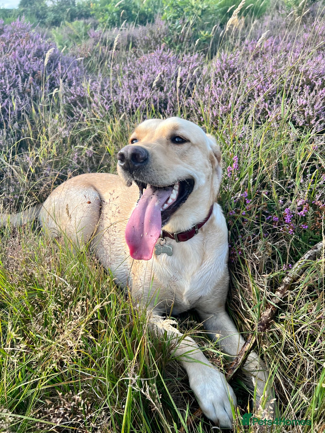 Labrador Retriever dogs for sale: Sensitive and Devoted Labrador  - Image 12