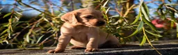 Cockerdor dogs for sale: Beautiful Red & Golden Cockerdor Puppys in Sleaford - Advert 5