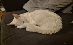 Domestic Shorthair cats for sale: White cat - Image 3