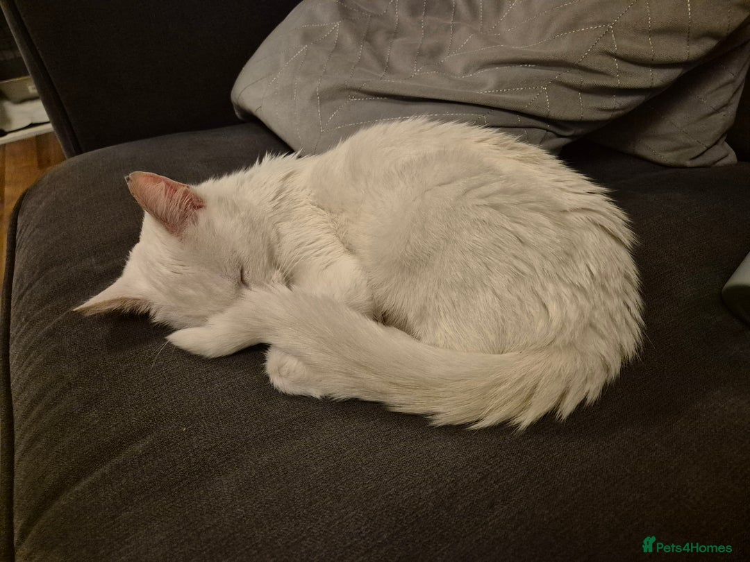 Domestic Shorthair cats for sale: White cat - Image 3