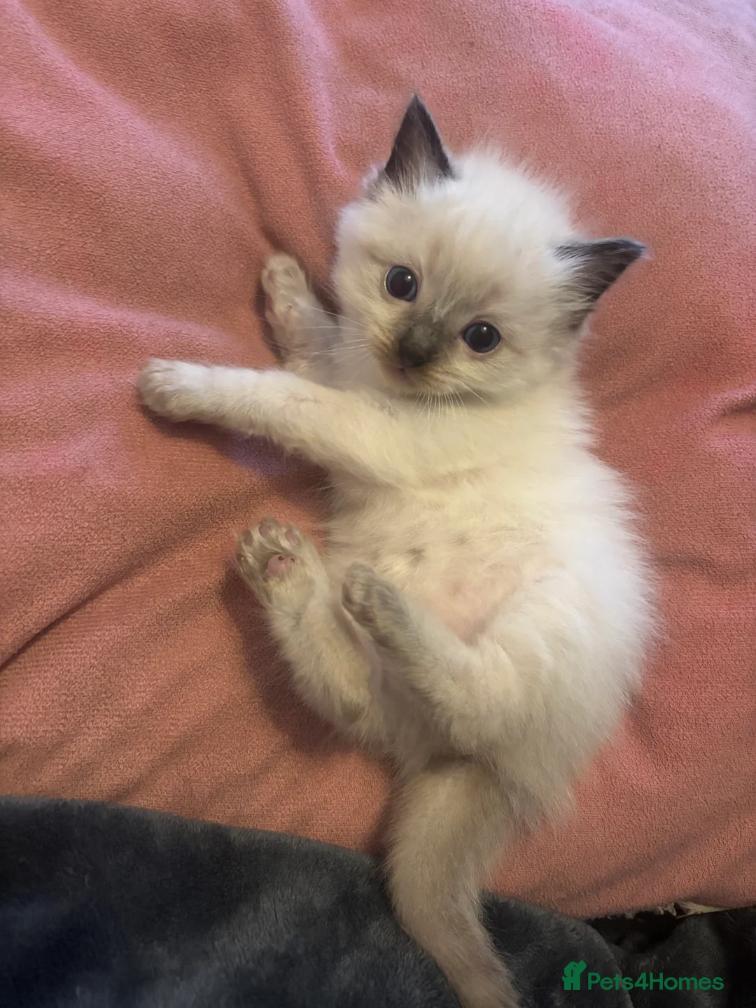 Ragdoll cats for sale: Beautiful ragdoll kittens  - Advert 4