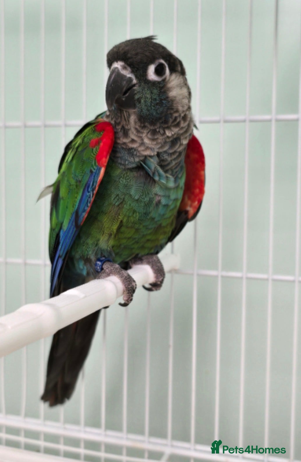 Conures birds Rose-Crowned Conures & Pearly Conure - Advert 2