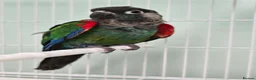 Conures birds for sale: Rose-Crowned Conures & Pearly Conure - Advert 3