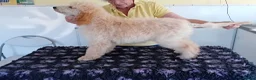 Standard Poodle dogs for sale: Last female Moyen Poodle puppy ready now - Advert 3