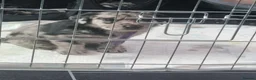 Mixed Breed dogs for sale:  6 Rottie collies for sale in Leigh - Advert 5