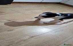 Border Collie dogs for sale: Border collie puppies for sale  - Image 5