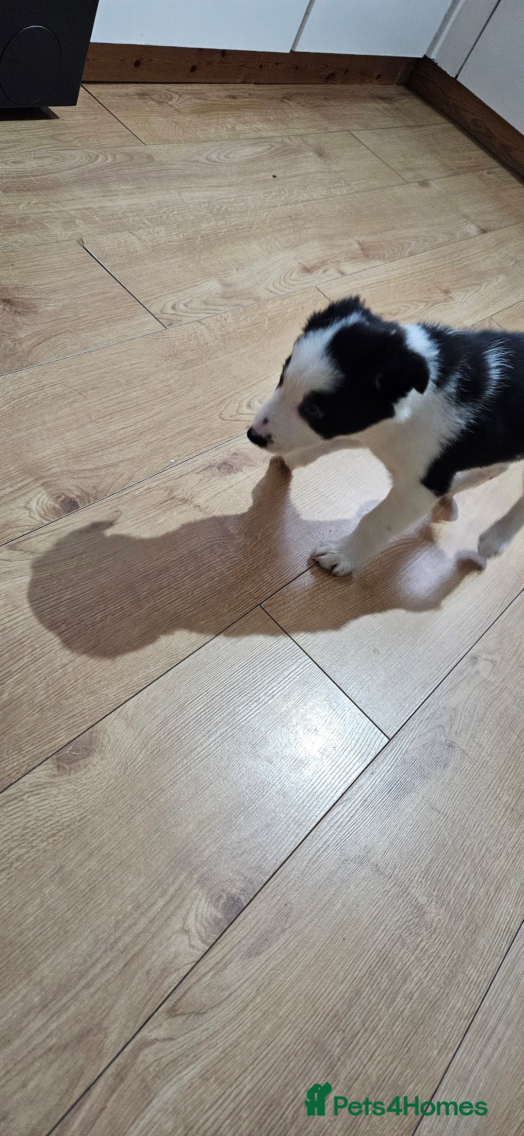 Border Collie dogs for sale: Border collie puppies for sale  - Image 5