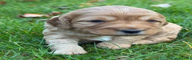 Cockapoo 5