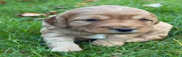 Cockapoo dogs for sale: Gorgeous F1b Cockapoos 5⭐️ Licensed Breeder DNA  - Advert 22