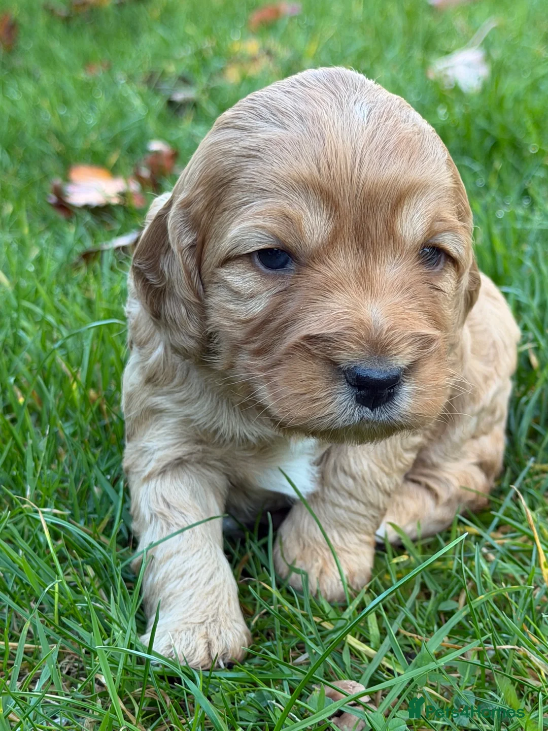 Cockapoo dogs for sale: Gorgeous F1b Cockapoos 5⭐️ Licensed Breeder DNA  - Advert 22