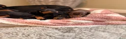 Miniature Dachshund dogs for sale: KC Miniature Smooth Dachshund Puppies - Advert 16