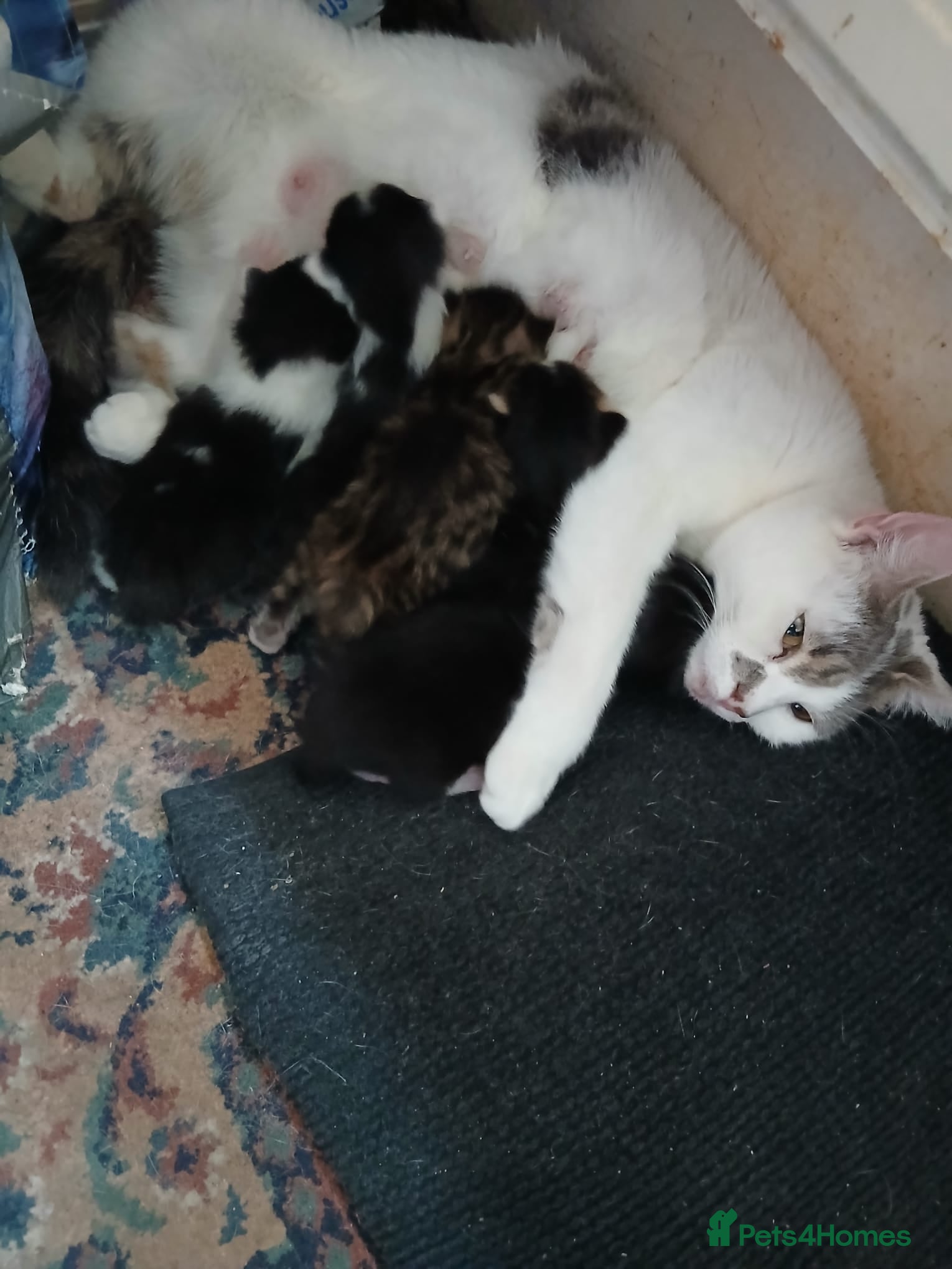Mixed Breed cats 5 Adorable Kittens – Ready Soon for Loving Homes - Advert 13