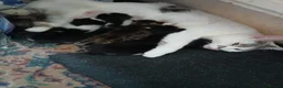 Mixed Breed cats for sale: 5 Adorable Kittens – Ready Soon for Loving Homes in London - Advert 1