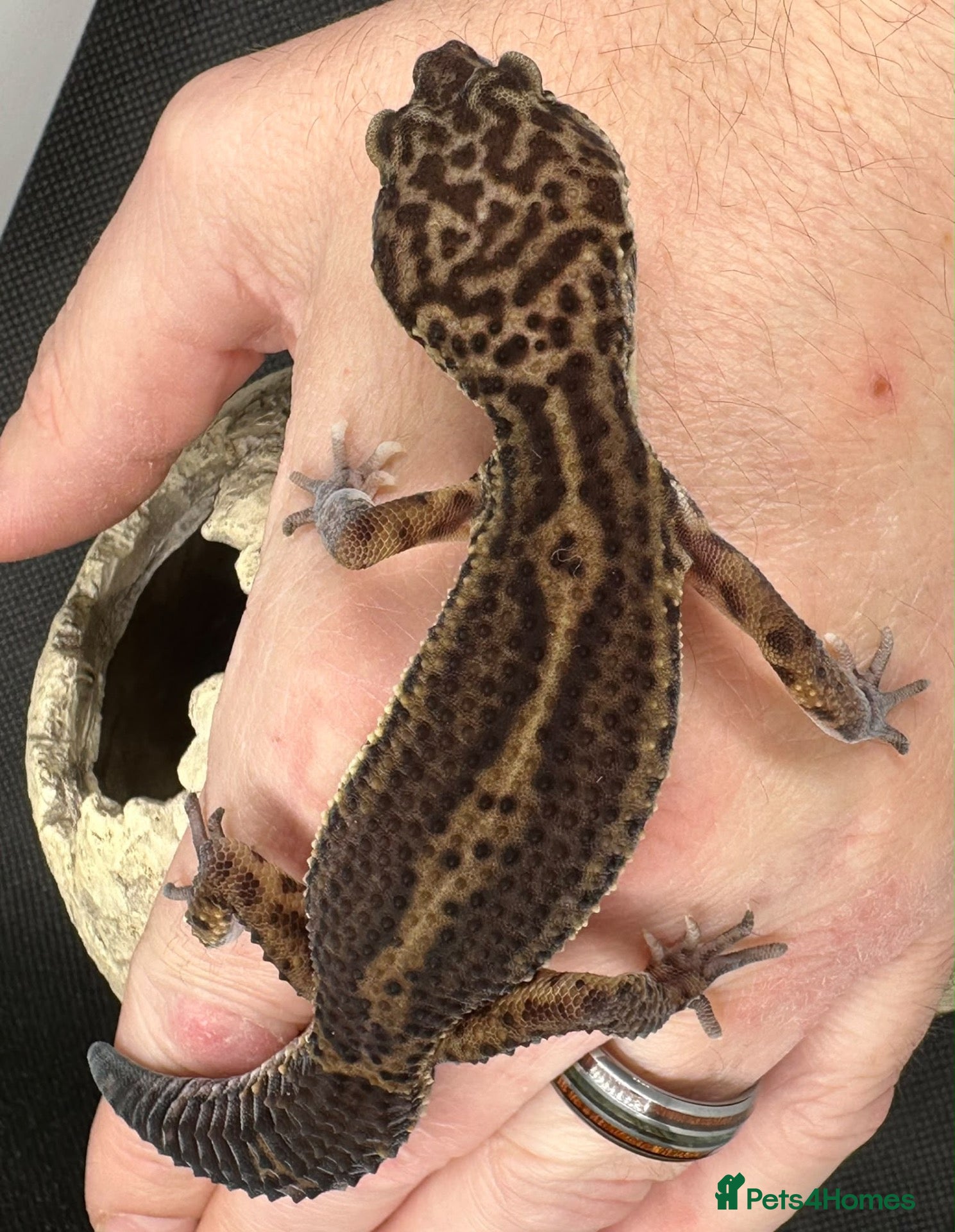 Gecko reptiles for sale: Black night leopard gecko  - Advert 7