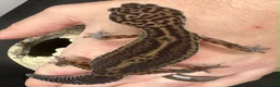 Gecko reptiles for sale: Oreo  female african fat tail - Advert 10