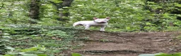 English Bull Terrier dogs for stud: Axel englishbull terrier - Advert 3