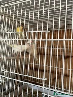 Canaries birds for sale: Canaries  - Advert 4
