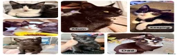 British Shorthair cats for sale: Kittens ready to be homed - Advert 3
