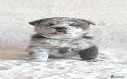 Chow Chow dogs for sale: Exotic colour chowsky puppies for sale  - Image 2