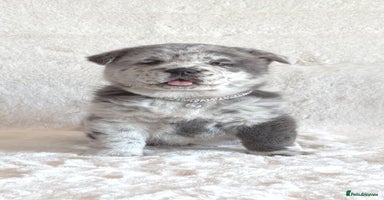 Chow Chow dogs - Advert 2