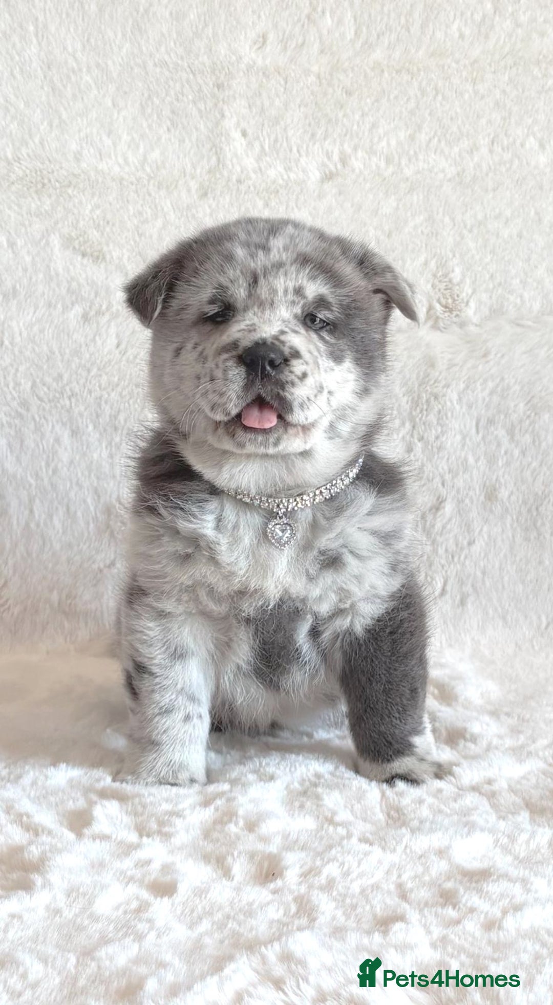 Chow Chow dogs for sale: Exotic colour chowsky puppies for sale  - Image 2