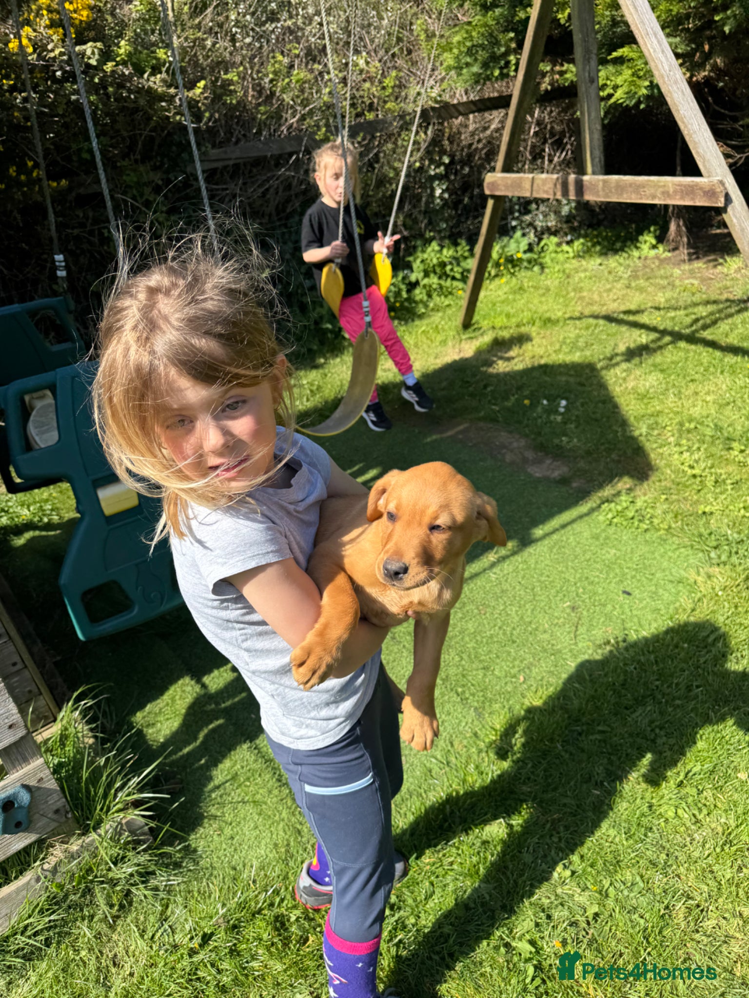 Labrador Retriever dogs 🐾 Last Fox Red Labrador Puppy Male 🐾 - Advert 2