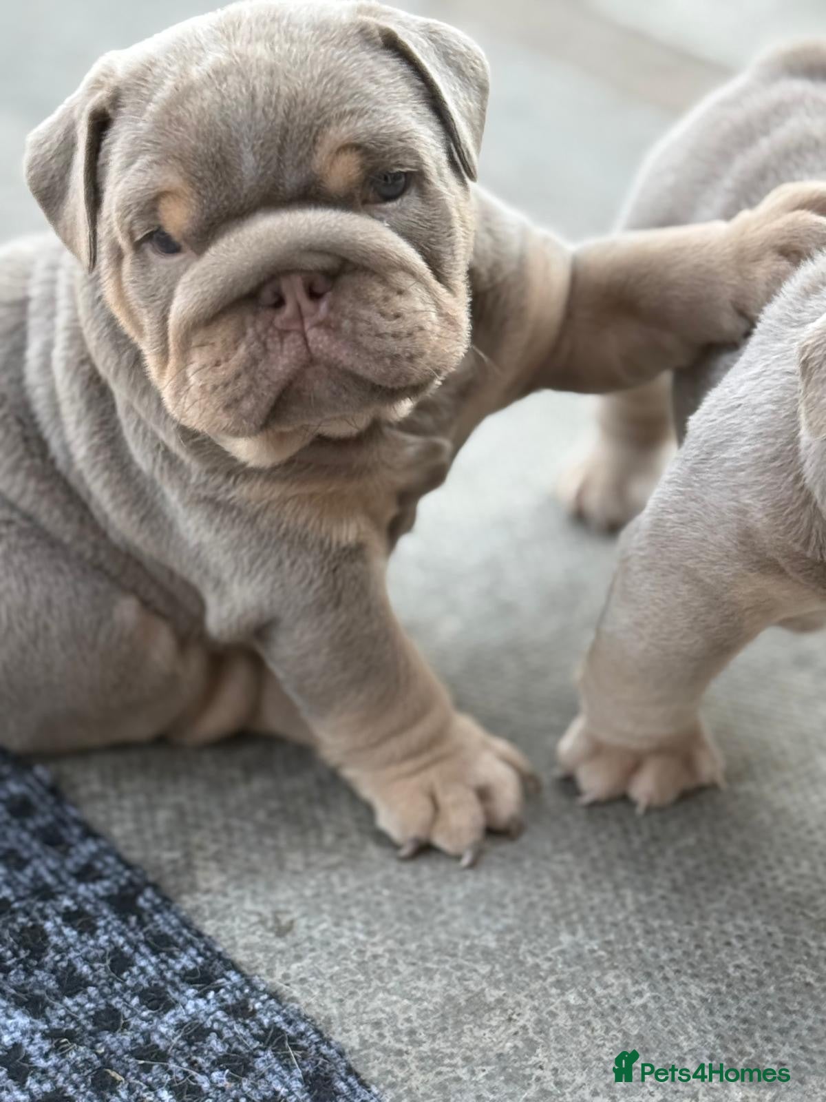 English Bulldog dogs English bulldog pups - Advert 2