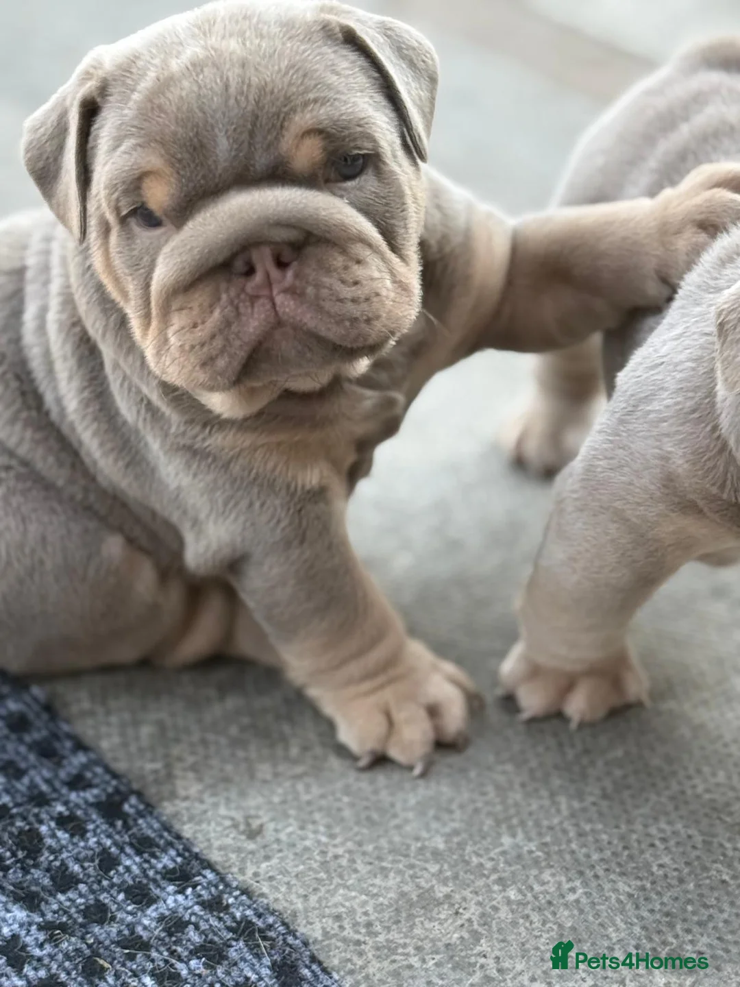 English Bulldog dogs for sale: English bulldog pups toilet trained see video 💙 - Advert 1