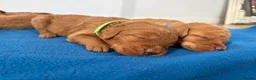 Labradoodle dogs for sale: Extensively Health Tested F1 Miniature Labradoodle - Advert 9