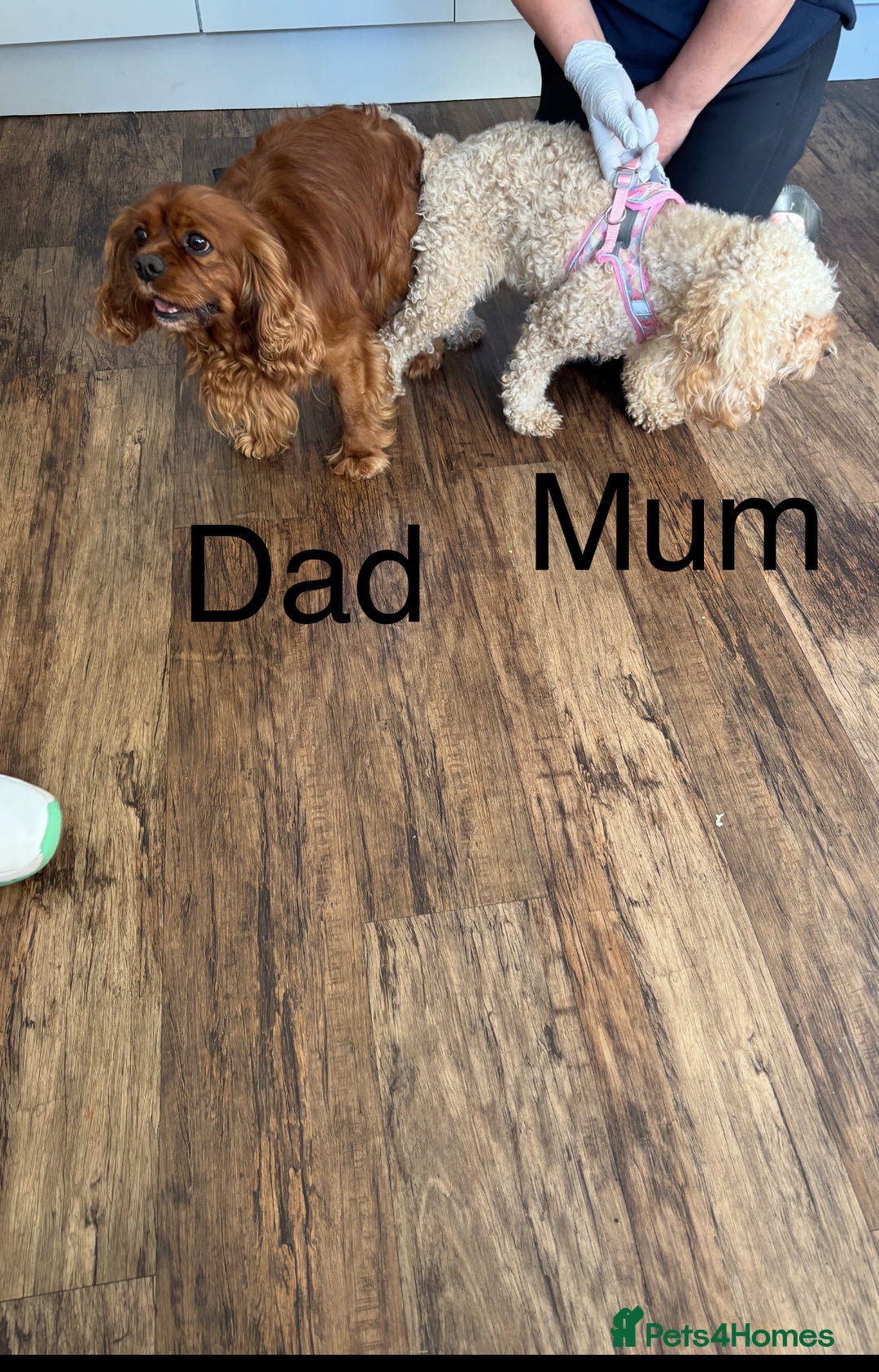 Cavapoo dogs for sale: Cavapoo pups ready to leave, forever homes only - Image 13