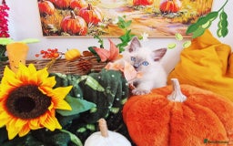 Ragdoll cats for sale: GCCF Ragdoll Kittens - Outstanding!  - Image 17