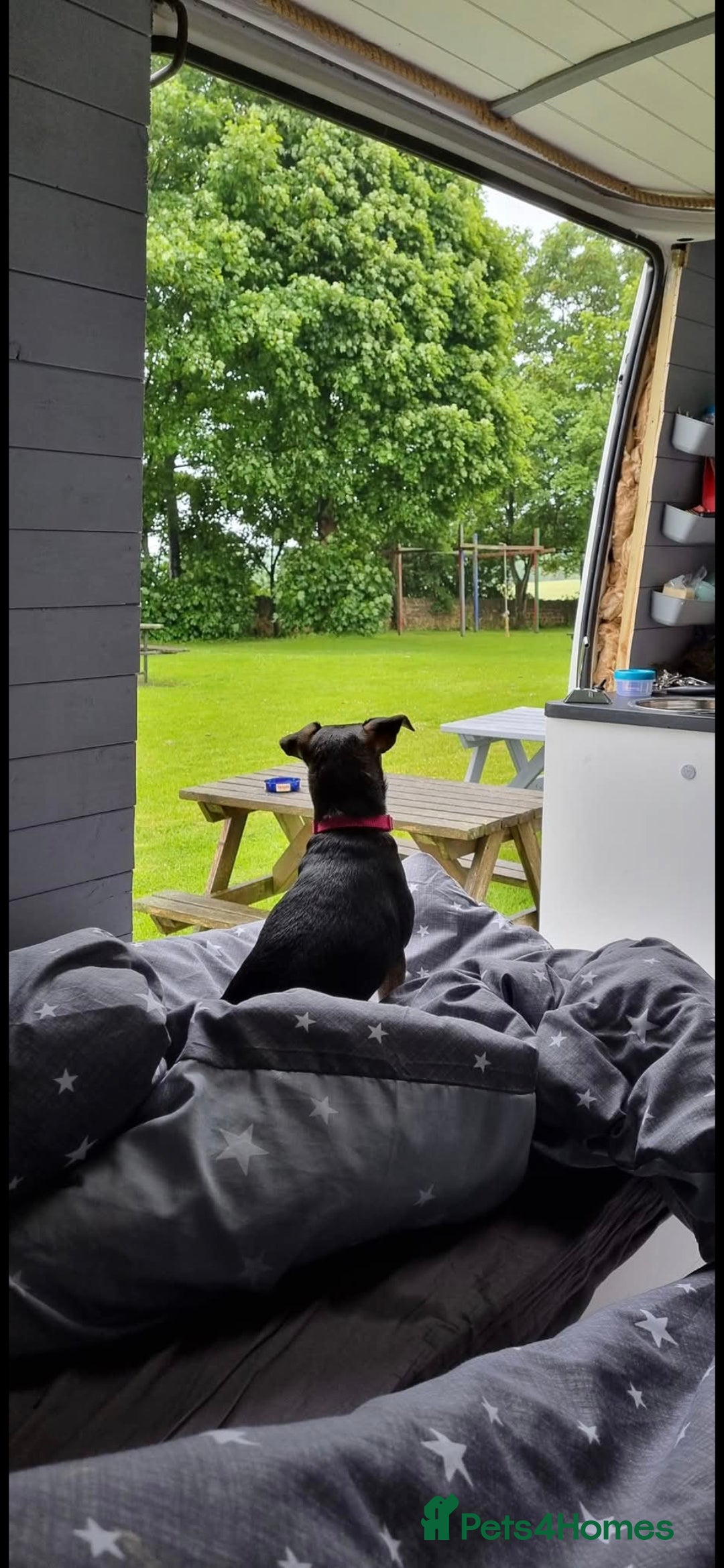 Mixed Breed dogs for sale: Polly 7 years old - Image 4