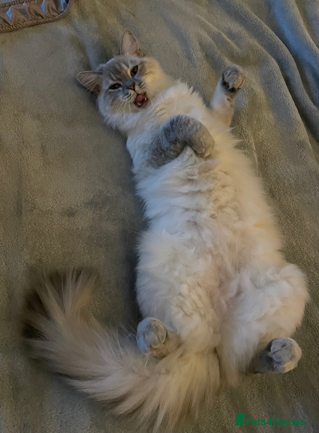 Mixed Breed cats for sale: Stunning Ragdoll x Maine Coon Kittens - Advert 37