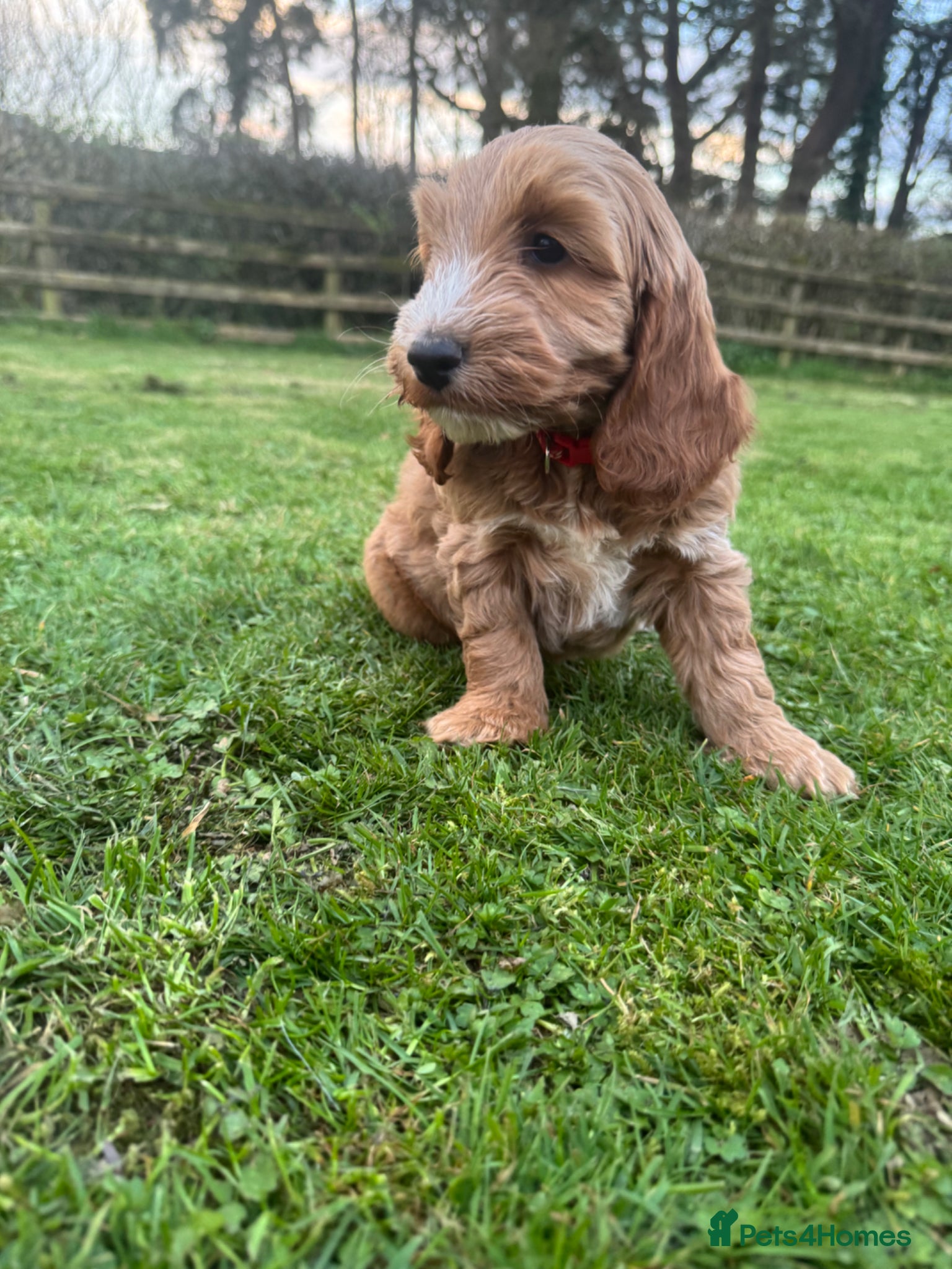 Cockapoo dogs Gorgeous show type cockapoo Puppys  - Advert 1