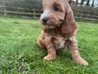 Cockapoo dogs Gorgeous show type cockapoo Puppys - Advert 1