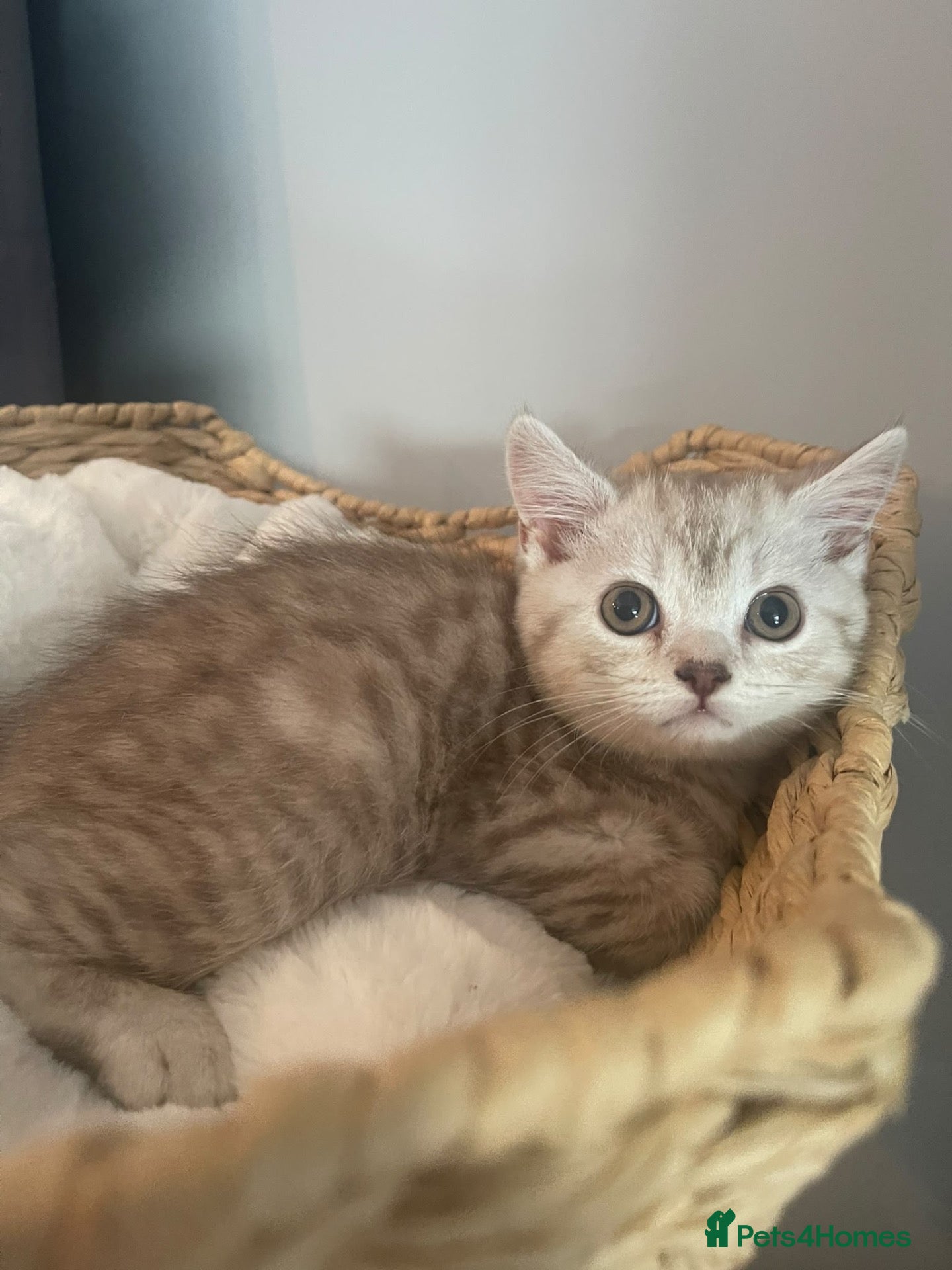 Mixed Breed cats British shorthair x Persian  - Advert 2