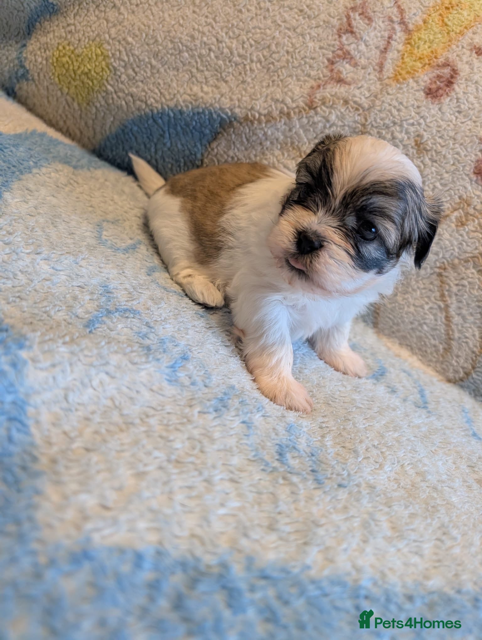 Shih Tzu dogs 🐾 Beautiful Pure Shih Tzu Puppies Ready Soon 🐾 - Advert 2