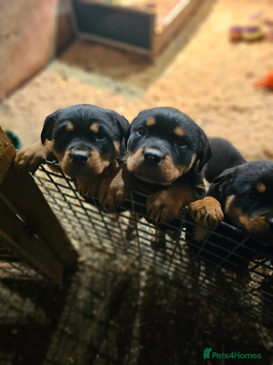 Rottweiler dogs for sale: True type Rottweilers  - Advert 4
