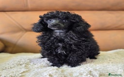 Toy Poodle dogs for sale: Stunning tiny Black girl Toy Poodle - Image 13