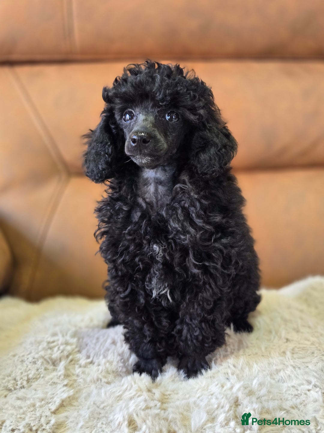 Toy Poodle dogs for sale: Stunning tiny Black girl Toy Poodle - Image 13