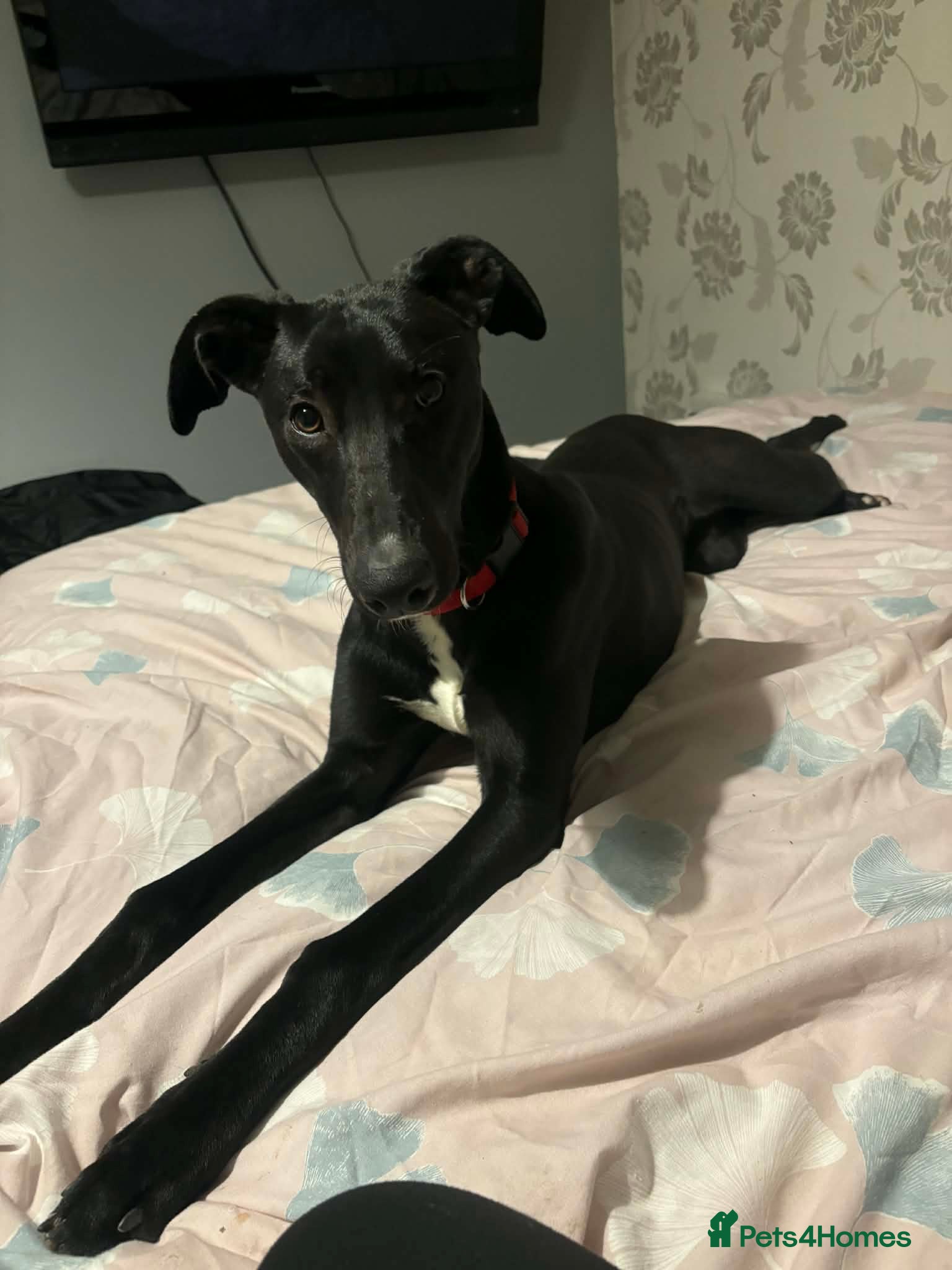 Lurcher dogs Lurcher for sale  - Advert 8