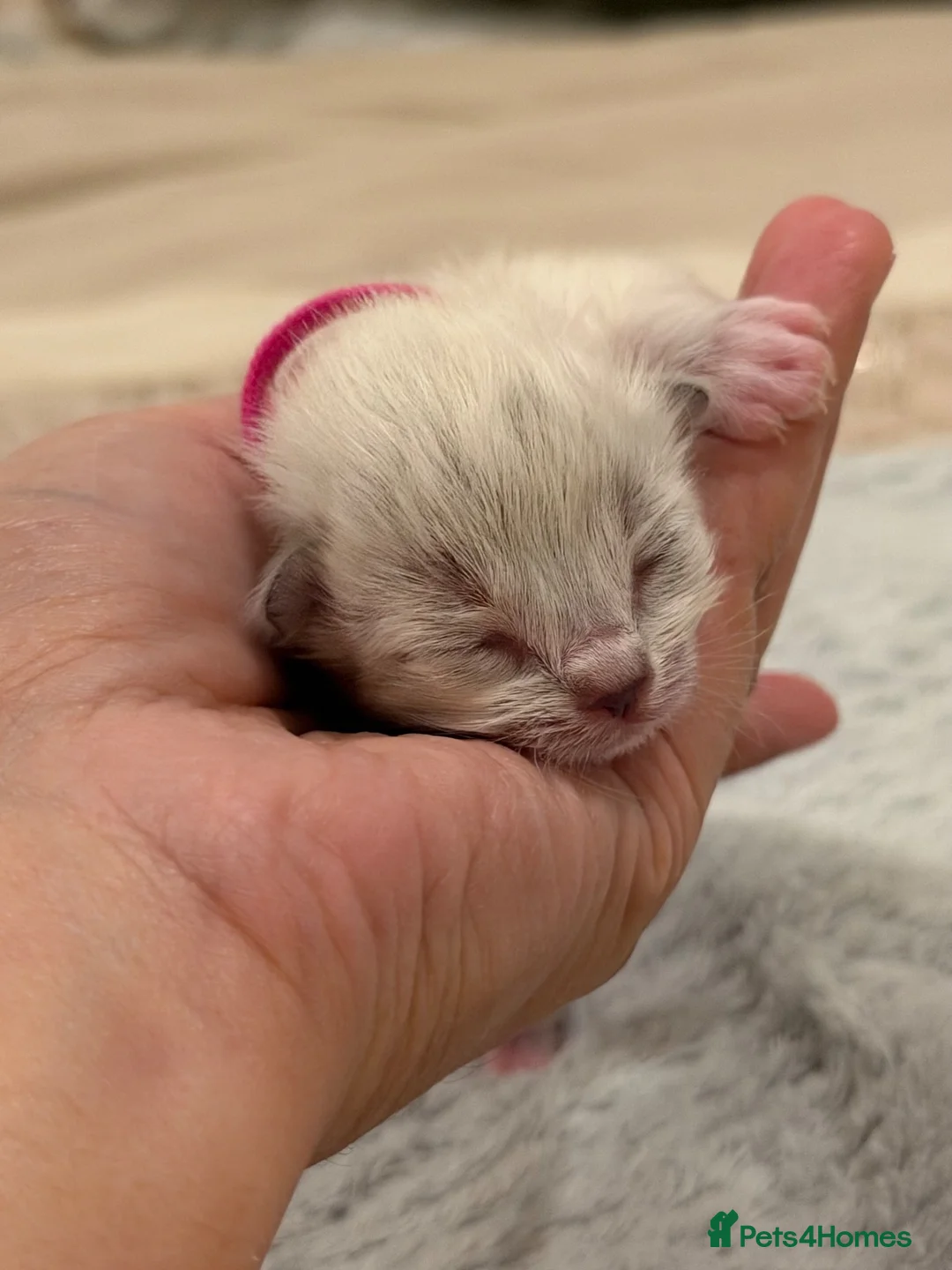 Ragdoll cats for sale: Adorable litter of Ragdoll kittens - Advert 12