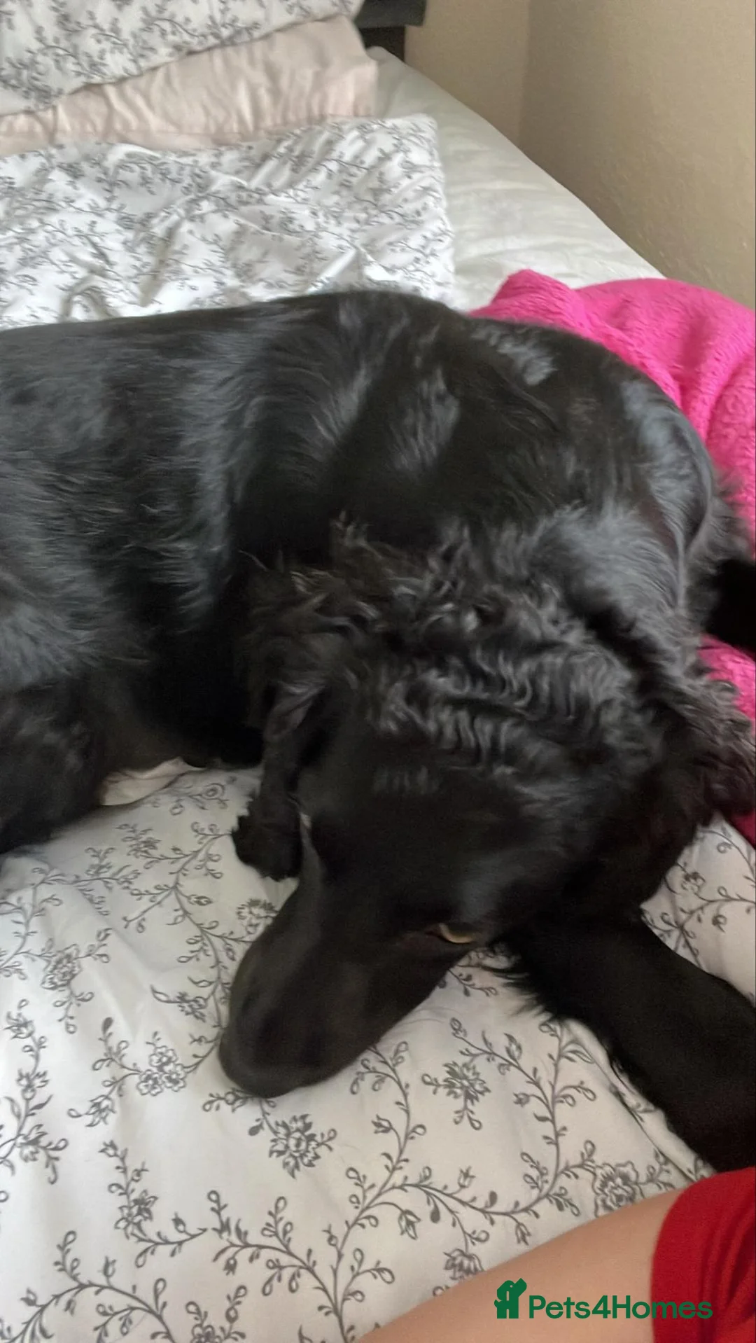 Cocker Spaniel dogs for sale: Cocker spaniel  in Newton Abbot - Advert 1