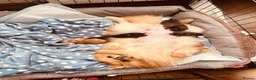 Pomeranian dogs for sale: Beautiful Pomeranian puppies - Advert 3