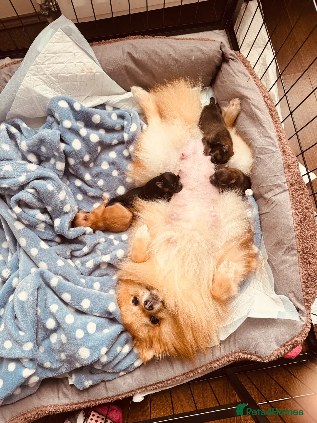 Pomeranian dogs for sale: Beautiful Pomeranian puppies - Advert 3